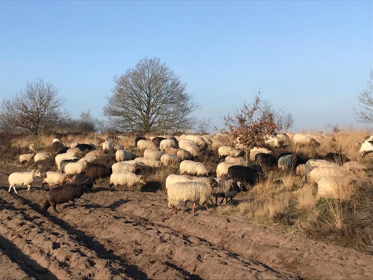 Het Grote Paard Apartman Havelte Kültér fotó